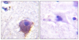 Anti-MAP4 antibody used in IHC (Paraffin sections) (IHC-P). GTX87039