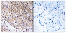Anti-TRAPPC1 antibody used in IHC (Paraffin sections) (IHC-P). GTX87057