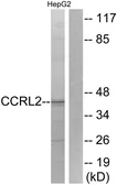 Anti-CCRL2 antibody used in Western Blot (WB). GTX87075