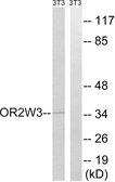 Anti-OR2W3 antibody used in Western Blot (WB). GTX87122