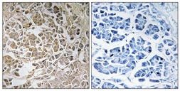 Anti-PEX11C antibody used in IHC (Paraffin sections) (IHC-P). GTX87134