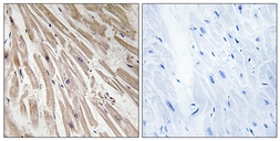Anti-ARPP21 antibody used in IHC (Paraffin sections) (IHC-P). GTX87161