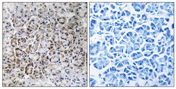 Anti-MRPL40 antibody used in IHC (Paraffin sections) (IHC-P). GTX87165