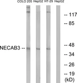 Anti-NECAB3 antibody used in Western Blot (WB). GTX87171