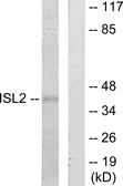 Anti-Islet 2 antibody used in Western Blot (WB). GTX87175