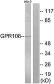 Anti-GPR108 antibody used in Western Blot (WB). GTX87178