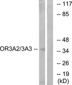 Anti-OR3A2 + OR3A3 antibody used in Western Blot (WB). GTX87204