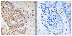 Anti-ZNF592 antibody used in IHC (Paraffin sections) (IHC-P). GTX87224