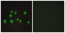 Anti-ELOA2 antibody used in Immunocytochemistry/ Immunofluorescence (ICC/IF). GTX87235