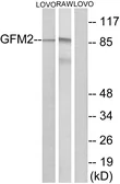Anti-GFM2 antibody used in Western Blot (WB). GTX87245