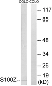 Anti-S100Z antibody used in Western Blot (WB). GTX87294