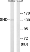 Anti-SHD antibody used in Western Blot (WB). GTX87340
