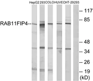Anti-RAB11FIP4 antibody used in Western Blot (WB). GTX87359