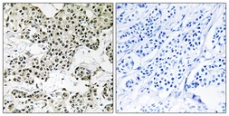 Anti-THOC5 antibody used in IHC (Paraffin sections) (IHC-P). GTX87386