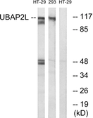 Anti-UBAP2L antibody used in Western Blot (WB). GTX87388