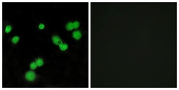Anti-SFRS5 antibody used in Immunocytochemistry/ Immunofluorescence (ICC/IF). GTX87392