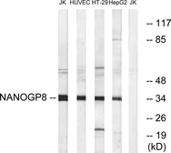 Anti-NANOGP8 antibody used in Western Blot (WB). GTX87402