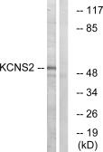 Anti-KCNS2 antibody used in Western Blot (WB). GTX87404