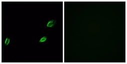 Anti-OLFML2A antibody used in Immunocytochemistry/ Immunofluorescence (ICC/IF). GTX87415
