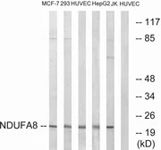 Anti-NDUFA8 antibody used in Western Blot (WB). GTX87418