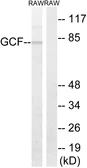 Anti-GCF antibody used in Western Blot (WB). GTX87427