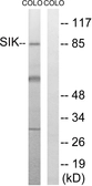 Anti-SIK antibody used in Western Blot (WB). GTX87439