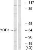 Anti-YOD1 antibody used in Western Blot (WB). GTX87455
