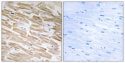 Anti-NEURL2 antibody used in IHC (Paraffin sections) (IHC-P). GTX87459