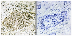 Anti-LYL1 antibody used in IHC (Paraffin sections) (IHC-P). GTX87466