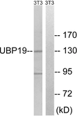 Anti-USP19 antibody used in Western Blot (WB). GTX87472