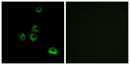 Anti-OR2M7 antibody used in Immunocytochemistry/ Immunofluorescence (ICC/IF). GTX87482