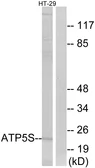 Anti-ATP5S antibody used in Western Blot (WB). GTX87485