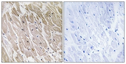 Anti-ACAD10 antibody used in IHC (Paraffin sections) (IHC-P). GTX87500