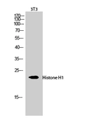 Anti-Histone H1 antibody used in Western Blot (WB). GTX87506