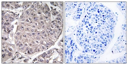 Anti-Apolipoprotein L4 antibody used in IHC (Paraffin sections) (IHC-P). GTX87523