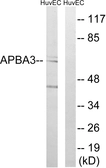 Anti-Mint3 antibody used in Western Blot (WB). GTX87526