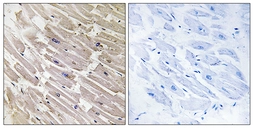 Anti-MRPL16 antibody used in IHC (Paraffin sections) (IHC-P). GTX87544
