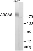 Anti-ABCA8 antibody used in Western Blot (WB). GTX87546