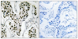 Anti-ZC3H4 antibody used in IHC (Paraffin sections) (IHC-P). GTX87548