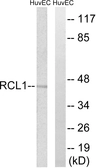 Anti-RCL1 antibody used in Western Blot (WB). GTX87566