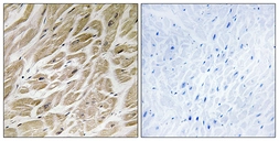 Anti-MRPS24 antibody used in IHC (Paraffin sections) (IHC-P). GTX87575