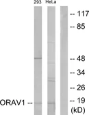 Anti-ORAV1 antibody used in Western Blot (WB). GTX87584