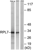 Anti-RPL7 antibody used in Western Blot (WB). GTX87592