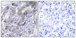 Anti-MRPS18A antibody used in IHC (Paraffin sections) (IHC-P). GTX87595