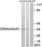 Anti-OR4A4 + OR4A47 antibody used in Western Blot (WB). GTX87617