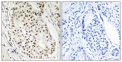 Anti-HNRNPUL2 antibody used in IHC (Paraffin sections) (IHC-P). GTX87623