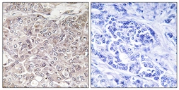 Anti-GPRIN3 antibody used in IHC (Paraffin sections) (IHC-P). GTX87676