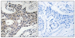 Anti-SEC16A antibody used in IHC (Paraffin sections) (IHC-P). GTX87683