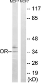 Anti-OR51H1 antibody used in Western Blot (WB). GTX87691