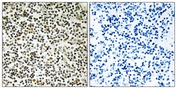 Anti-CEP152 antibody used in IHC (Paraffin sections) (IHC-P). GTX87714